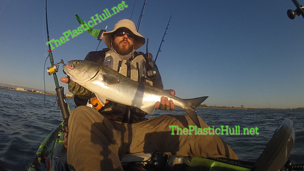 Big Rig Bluefish